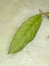 Hoya sp Aceh Blangkejeren
