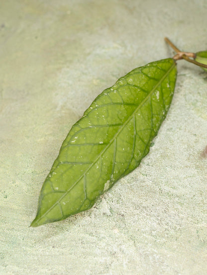 Hoya sp Aceh Blangkejeren