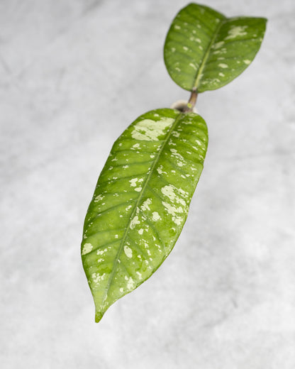 Hoya sp. Aceh &