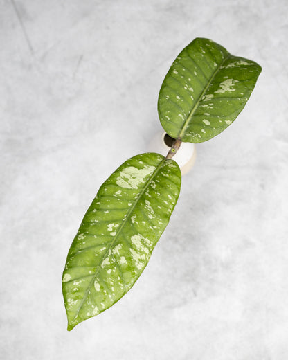 Hoya sp. Aceh &