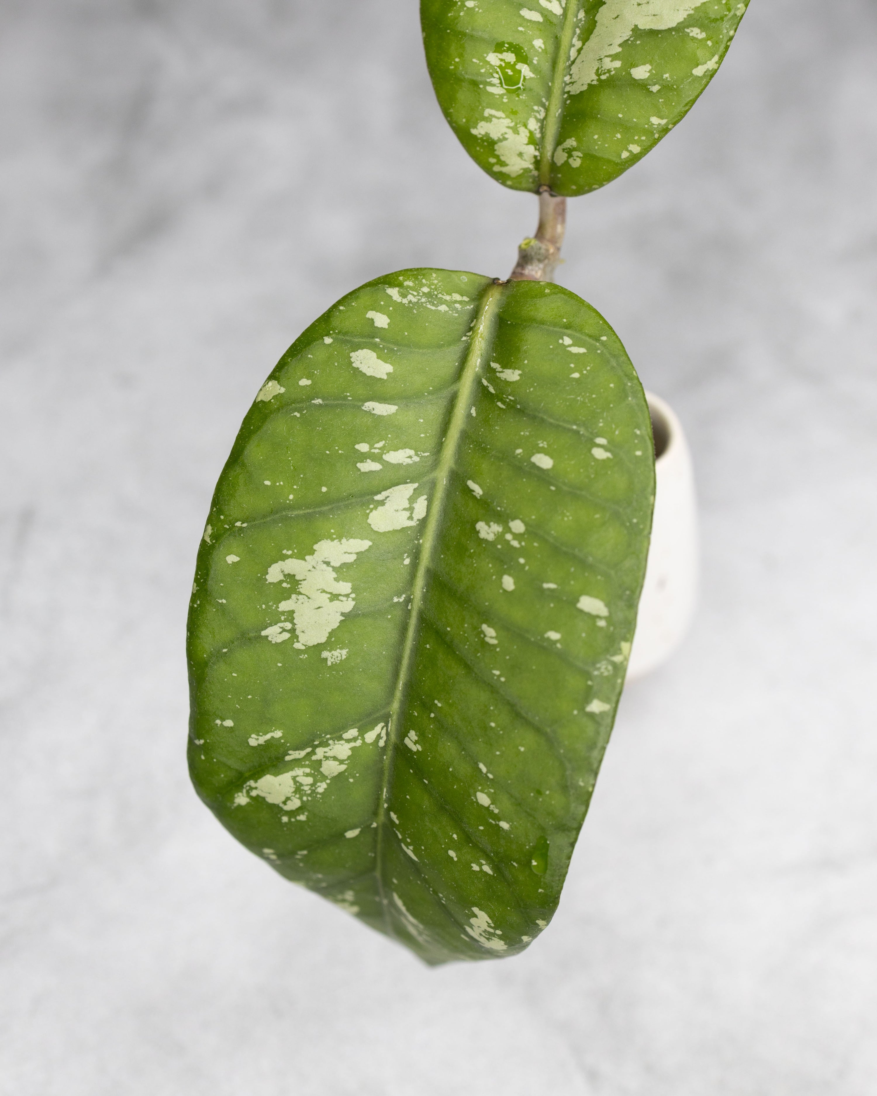 Hoya sp. Aceh &