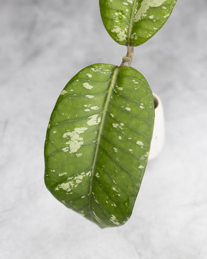 Hoya sp. Aceh &