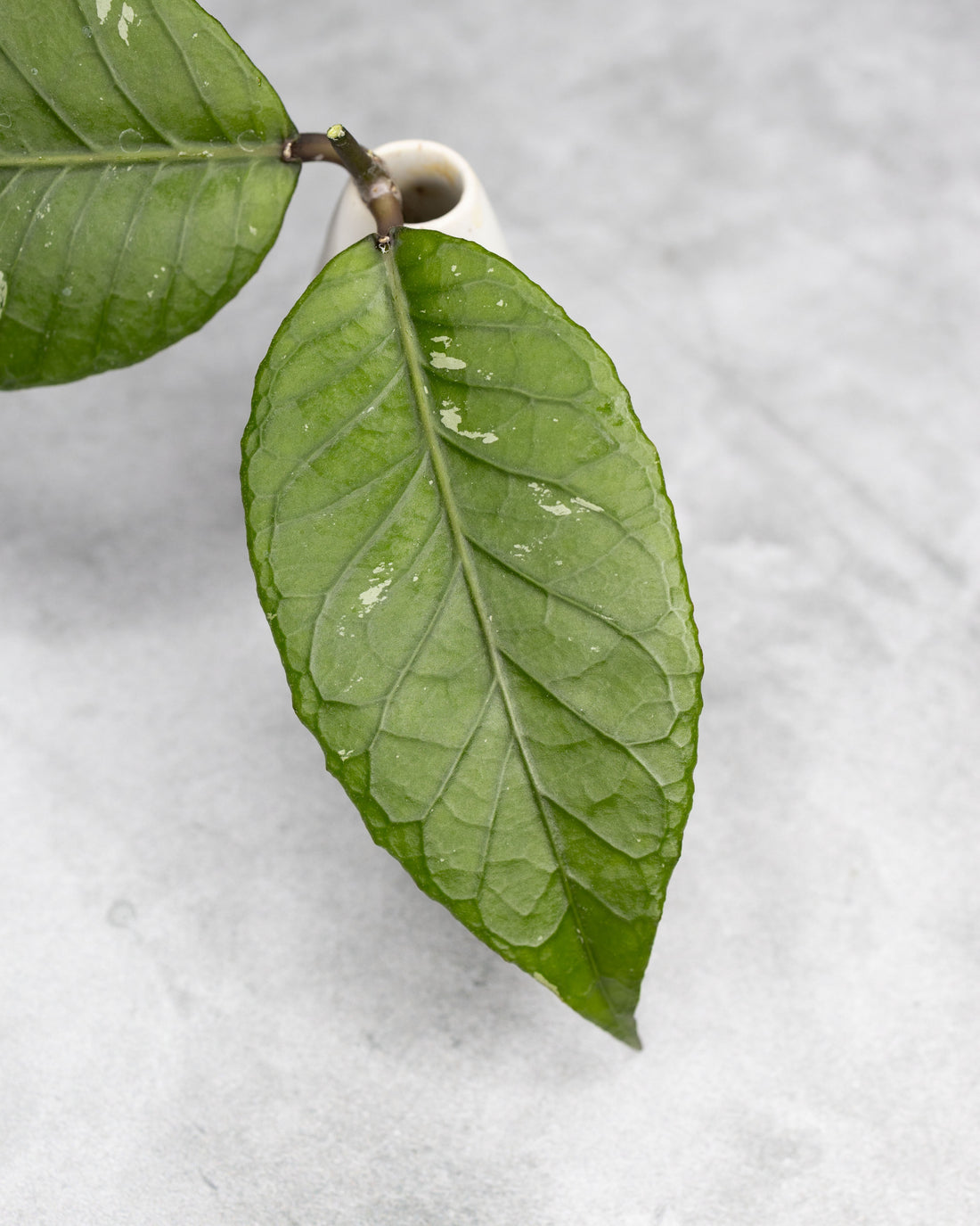 Hoya sp. Aceh &