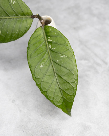 Hoya sp. Aceh &