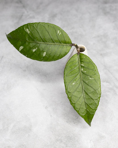Hoya sp. Aceh &