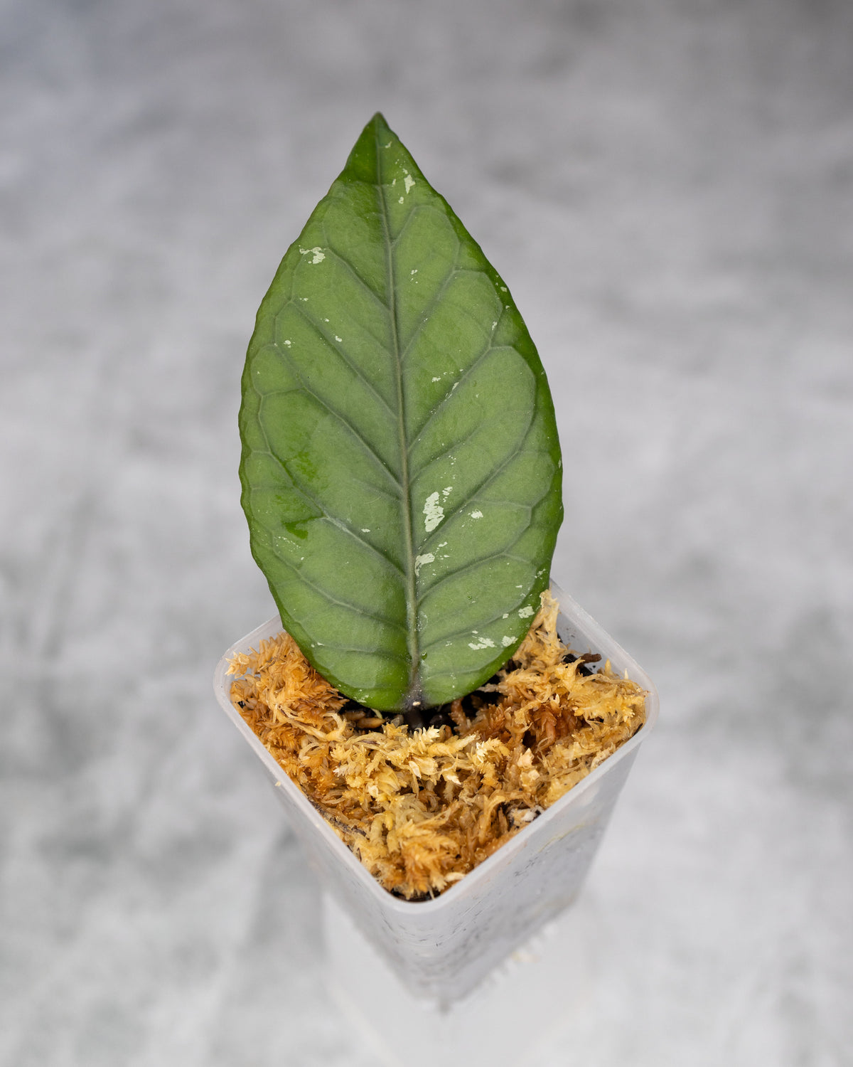 Hoya sp. Aceh &