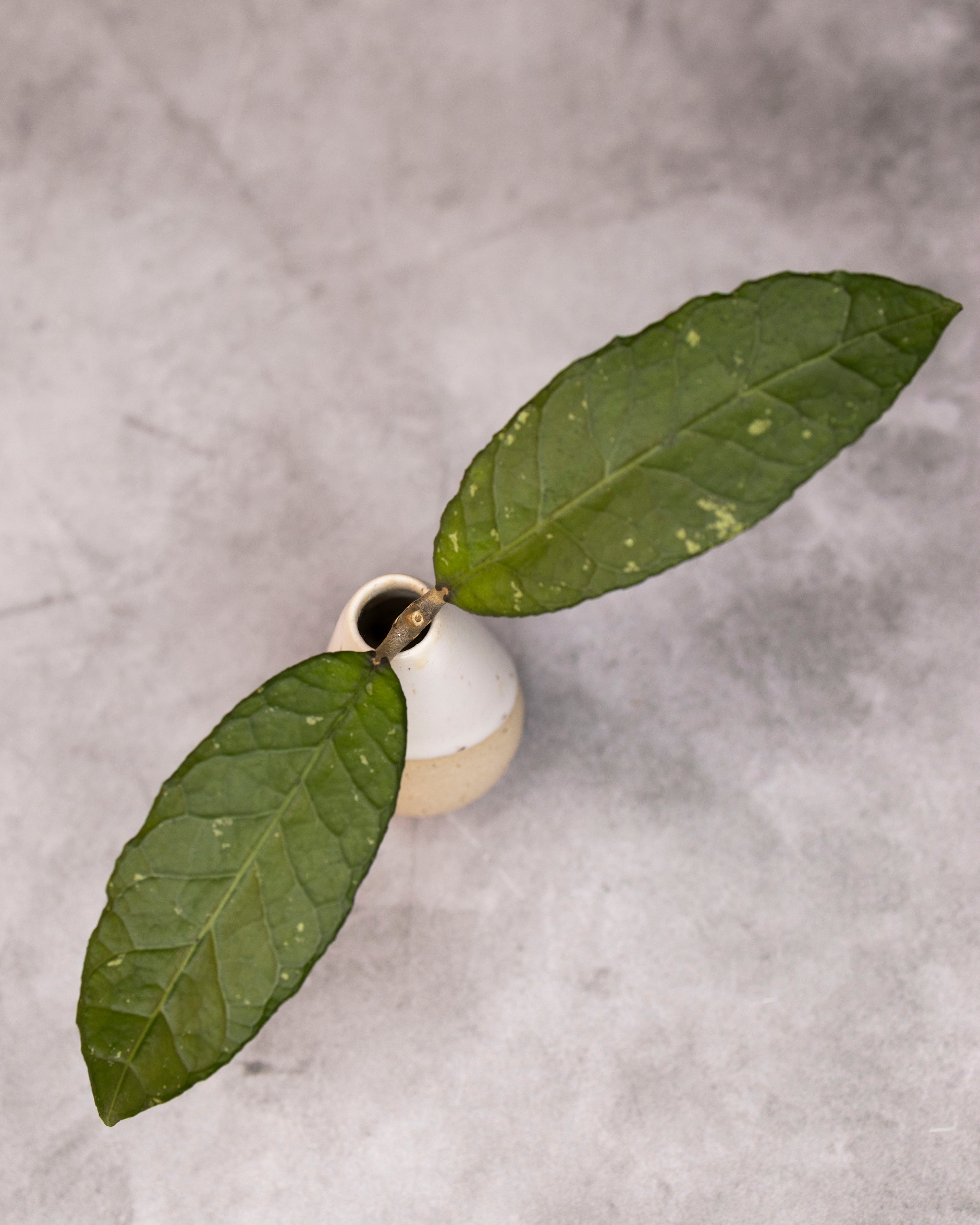 Hoya sp. Aceh &