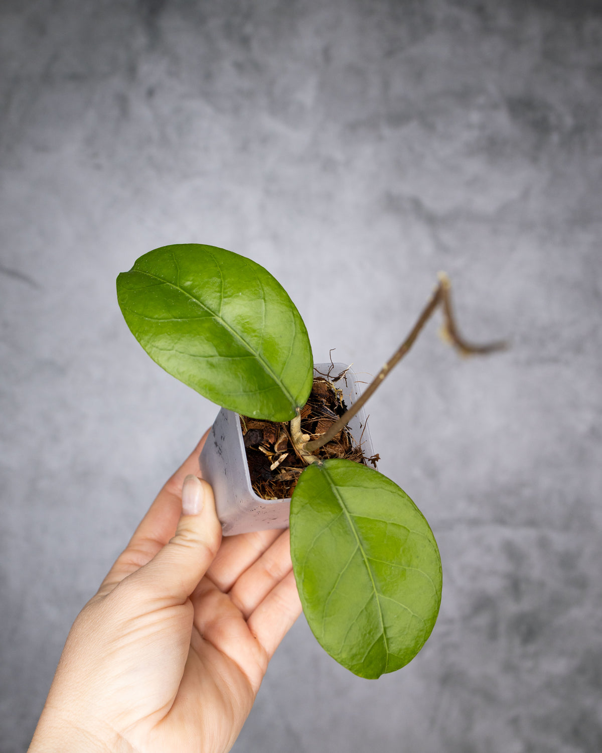 Hoya sp. Aceh &