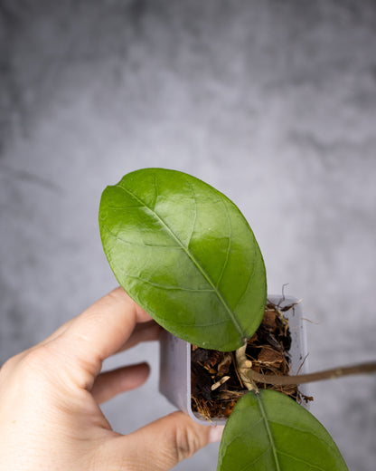 Hoya sp. Aceh &