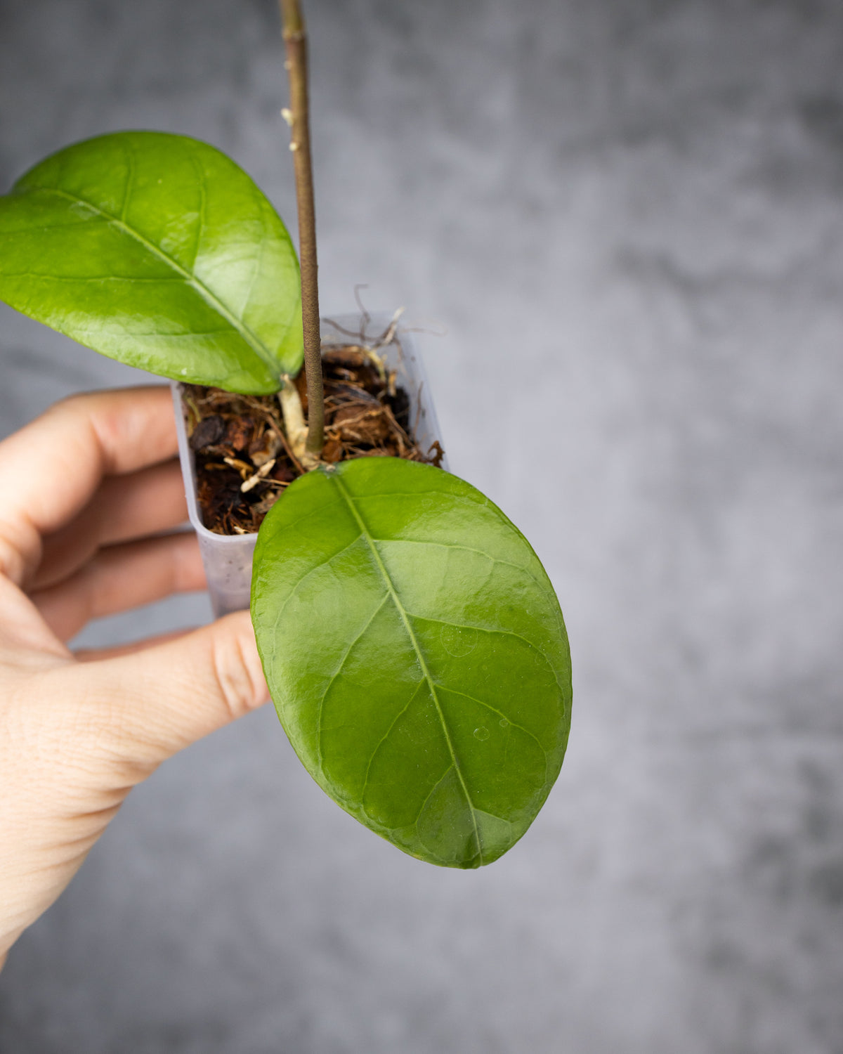 Hoya sp. Aceh &
