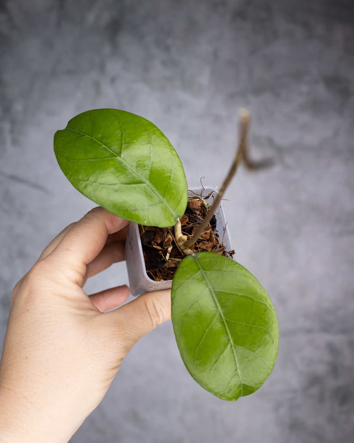 Hoya sp. Aceh &