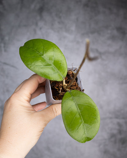 Hoya sp. Aceh &