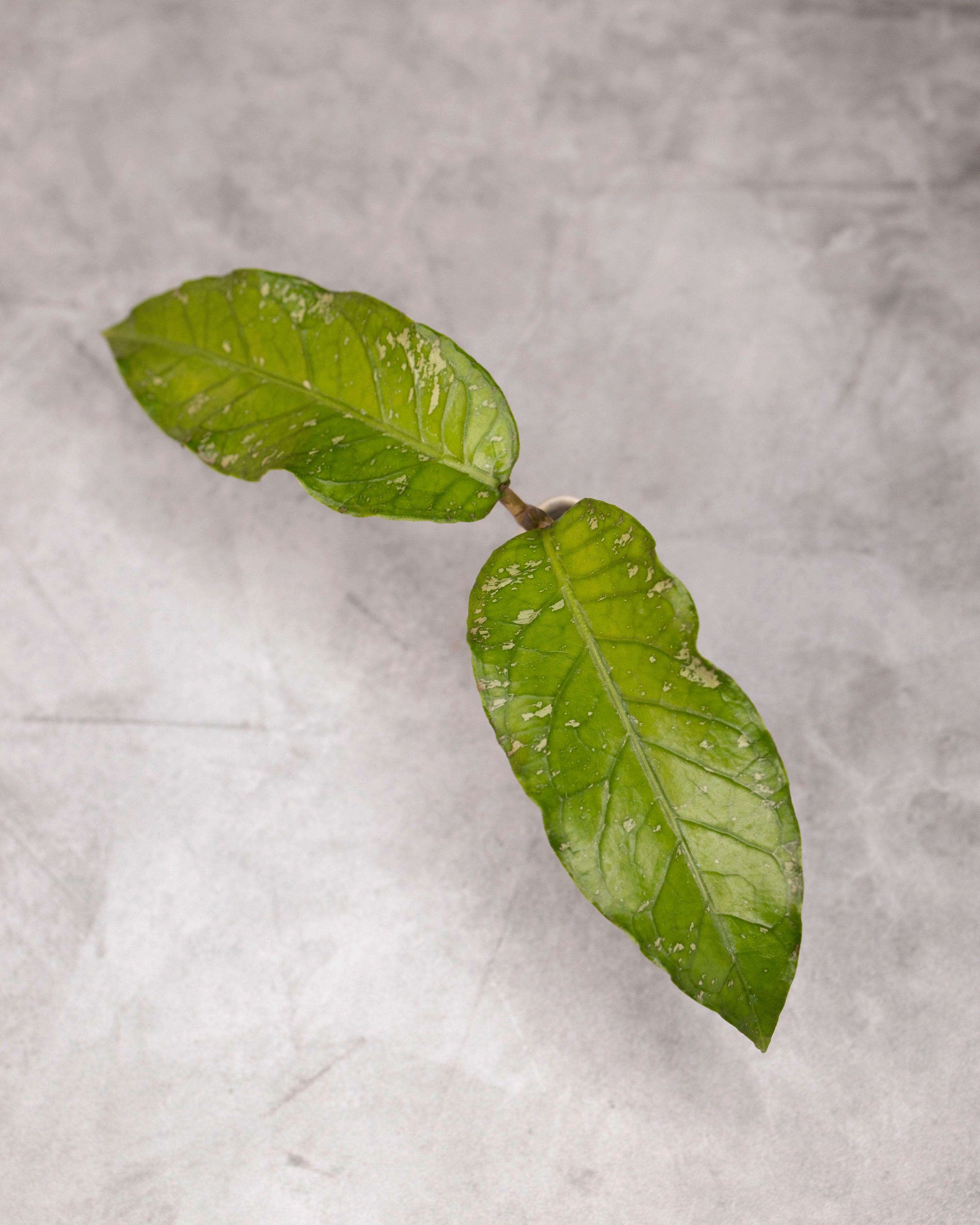 Hoya sp. Aceh &