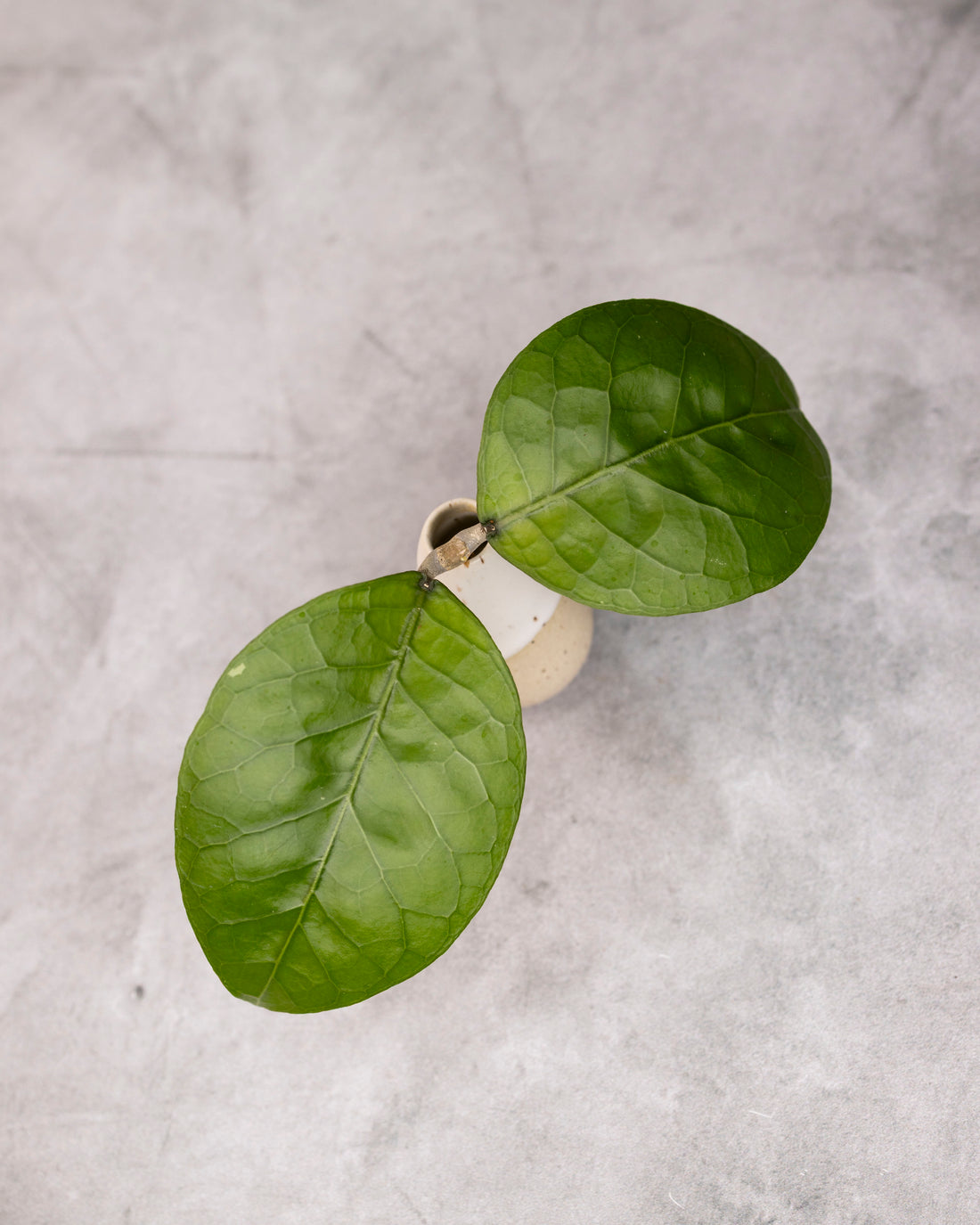 Hoya sp. Aceh &