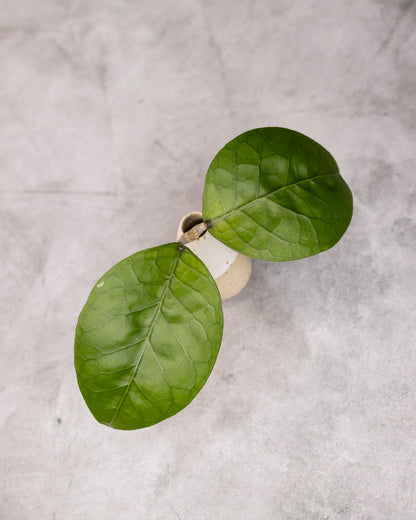 Hoya sp. Aceh &