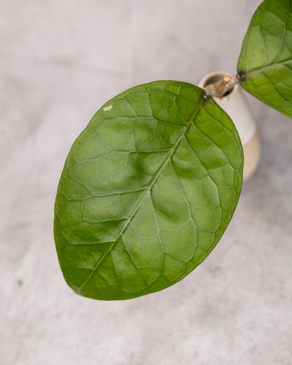 Hoya sp. Aceh &