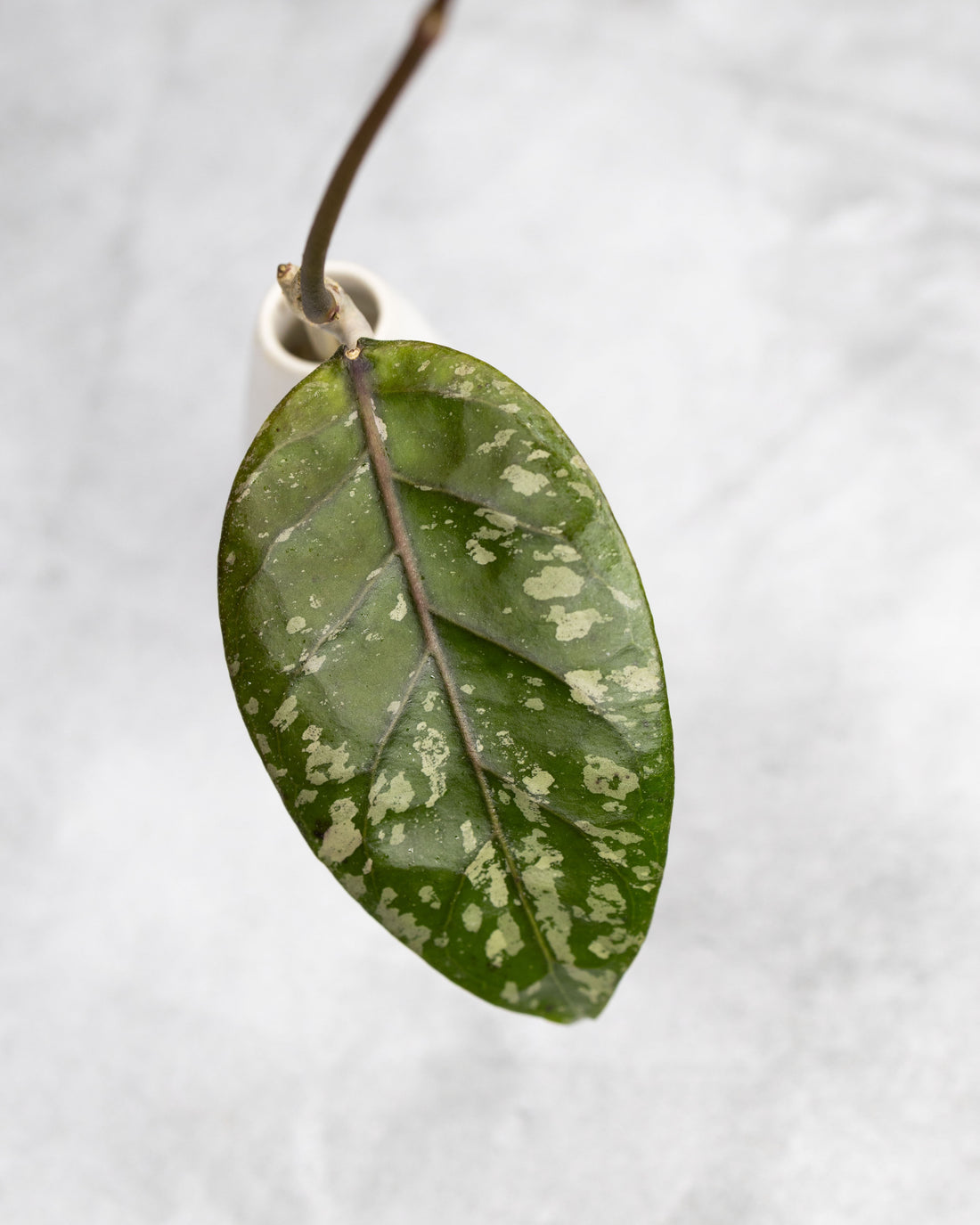 Hoya sp. Aceh &