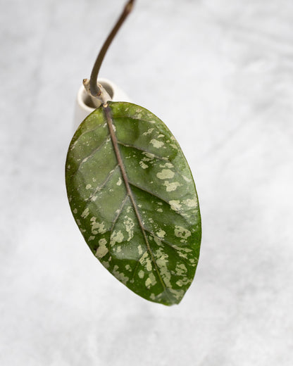 Hoya sp. Aceh &