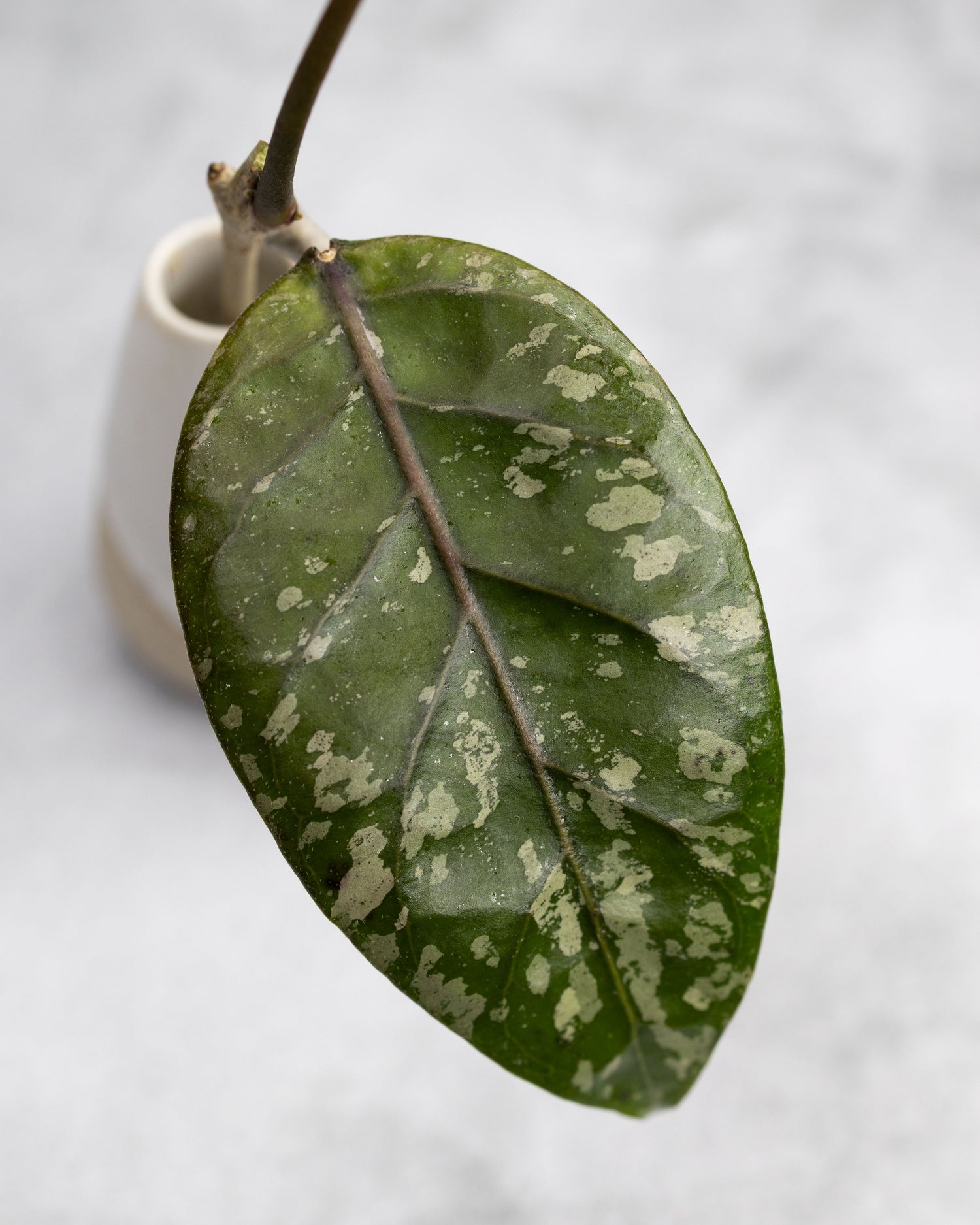 Hoya sp. Aceh &