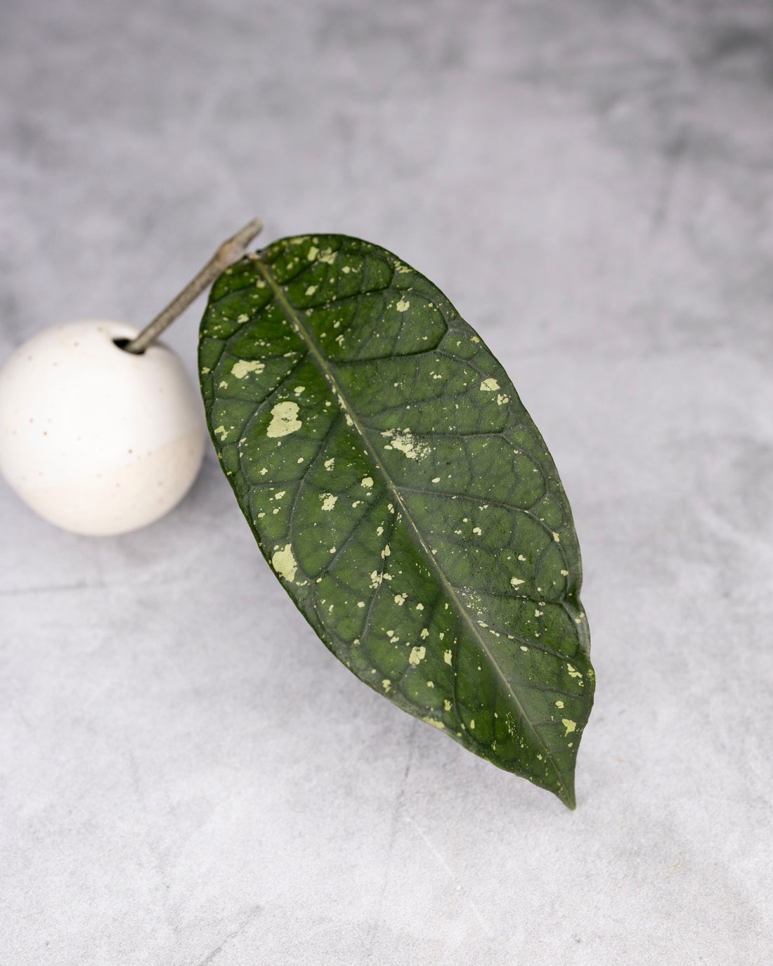 Hoya sp. Aceh &
