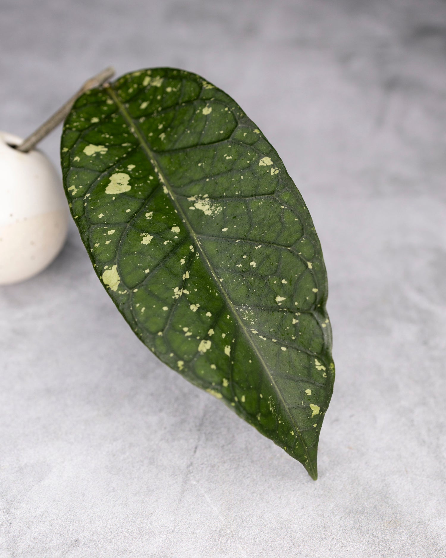 Hoya sp. Aceh &