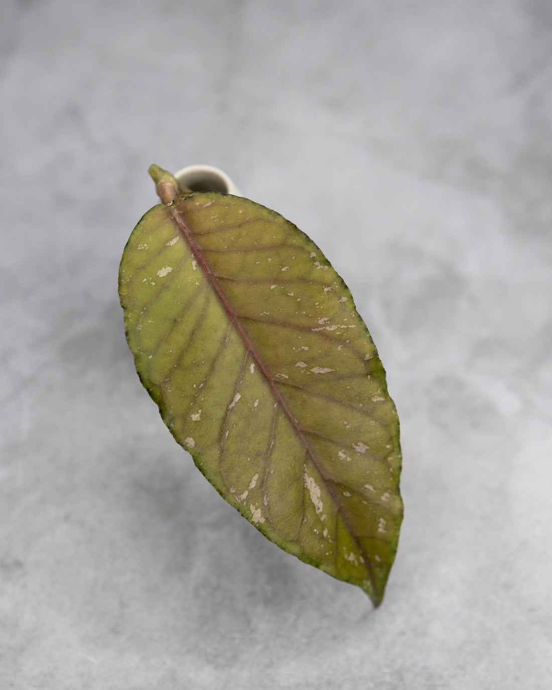 Hoya sp. Aceh &