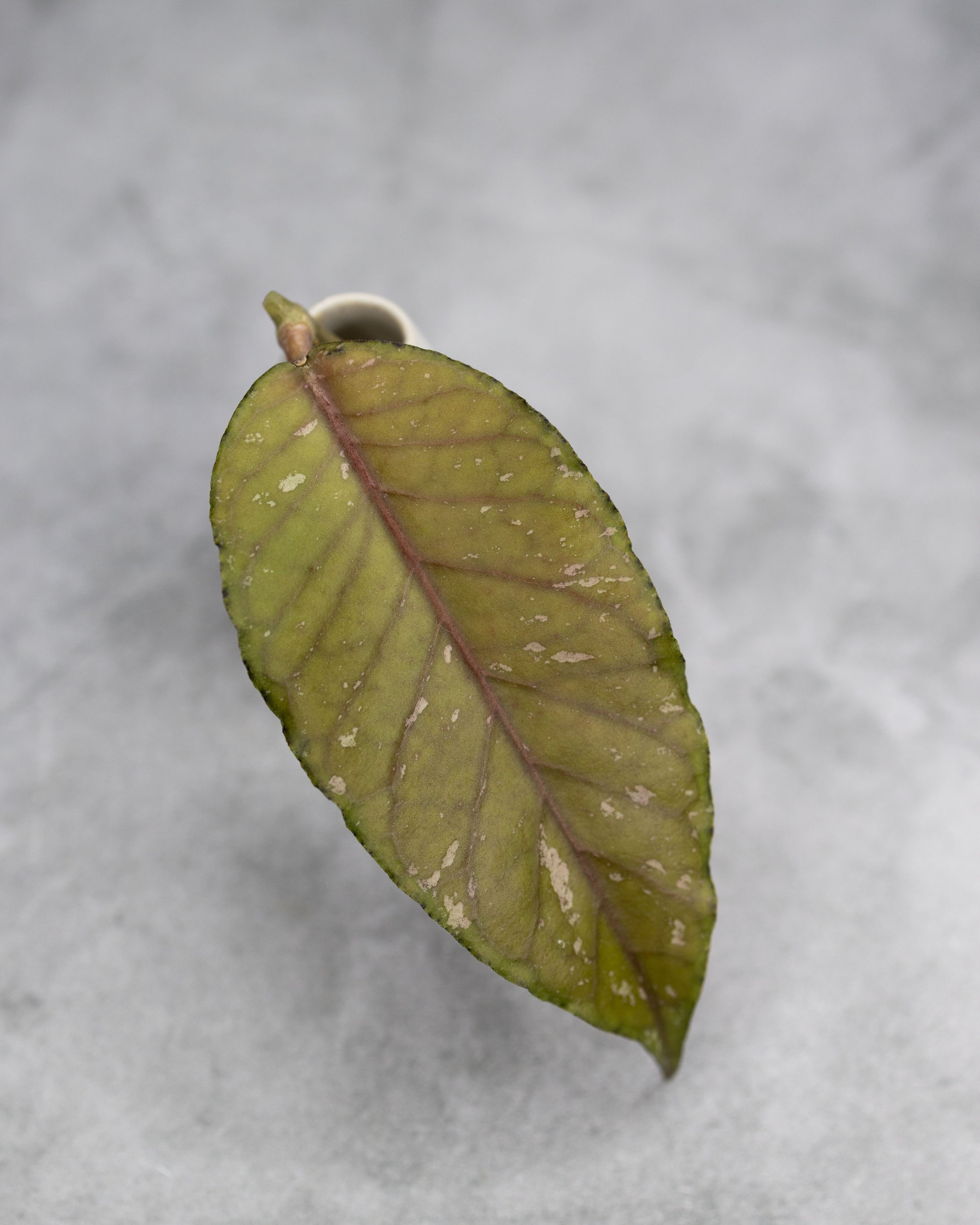 Hoya sp. Aceh &