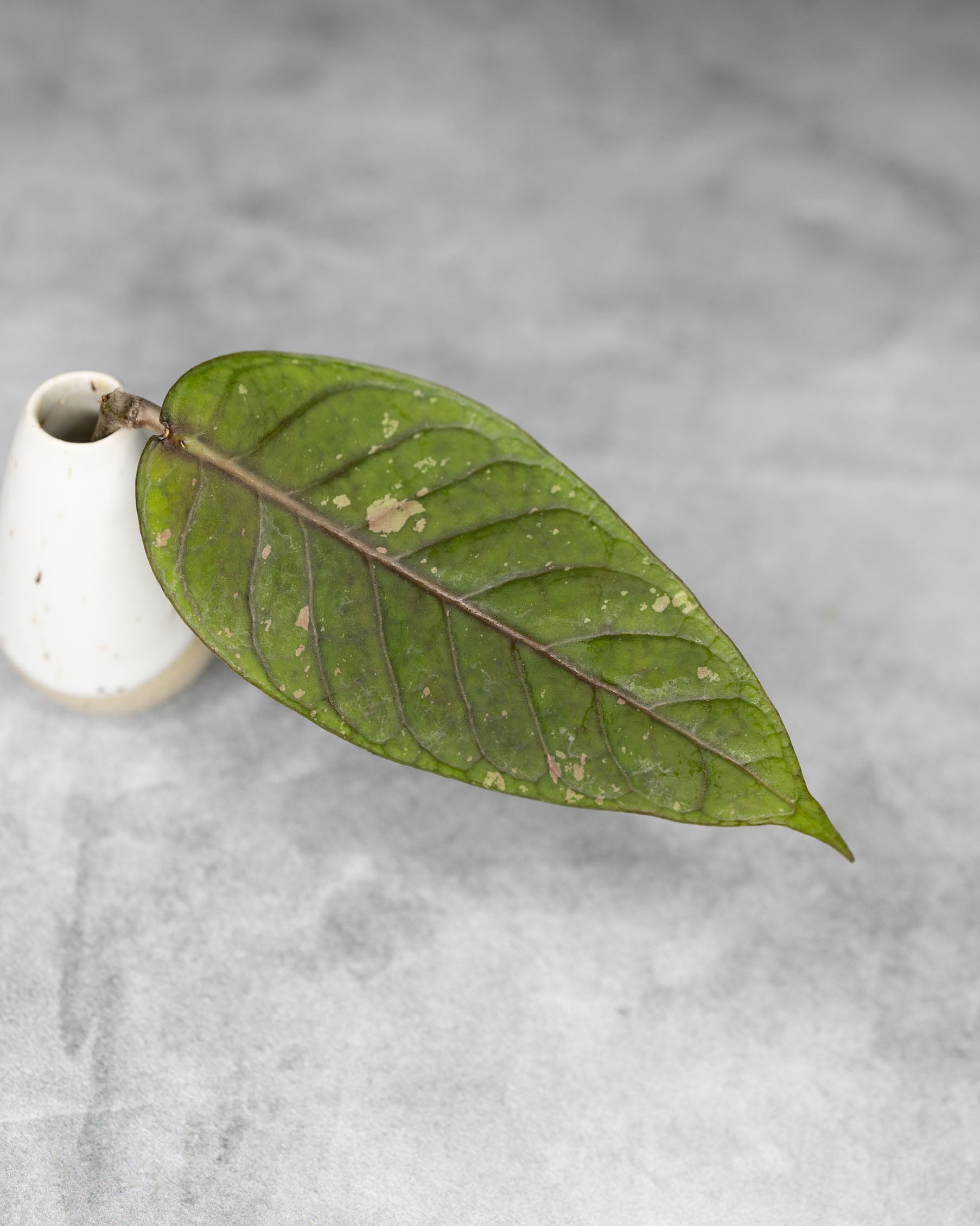 Hoya sp. Aceh NAPC162