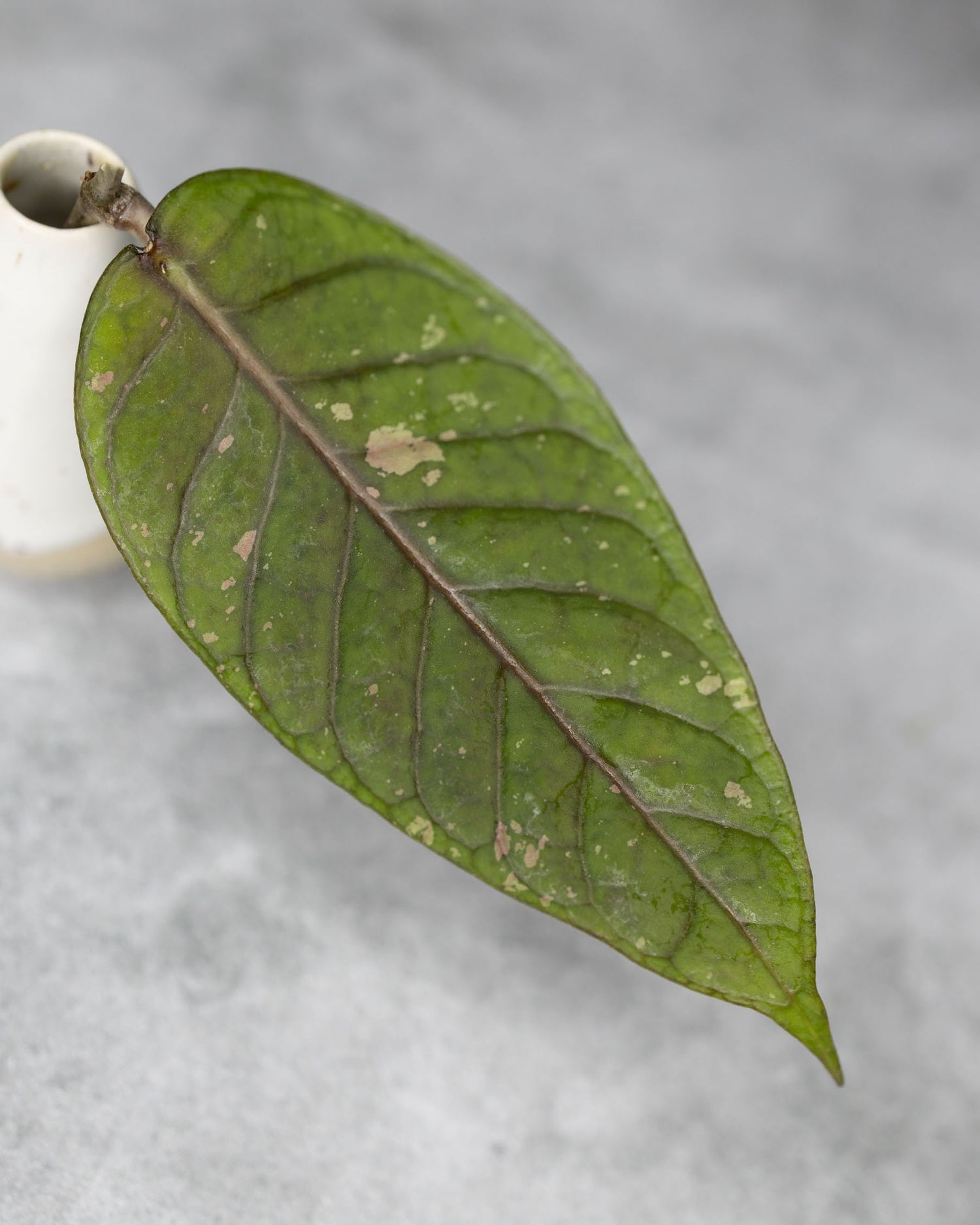 Hoya sp. Aceh NAPC162