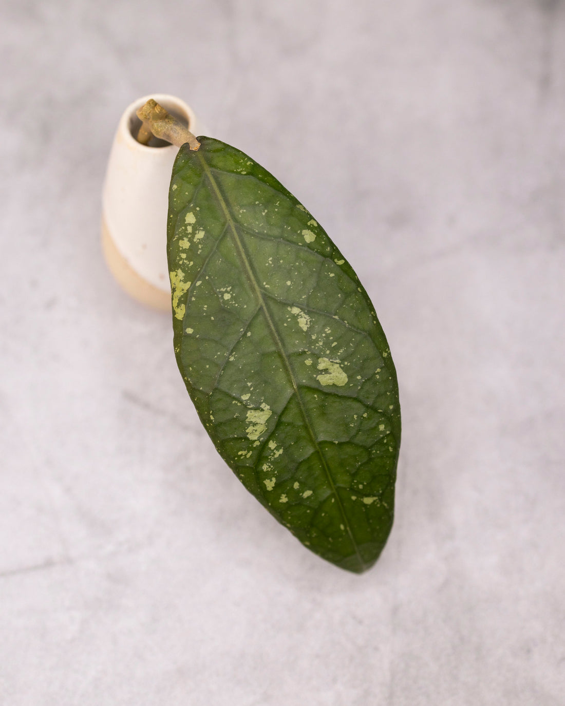 Hoya sp. Aceh &
