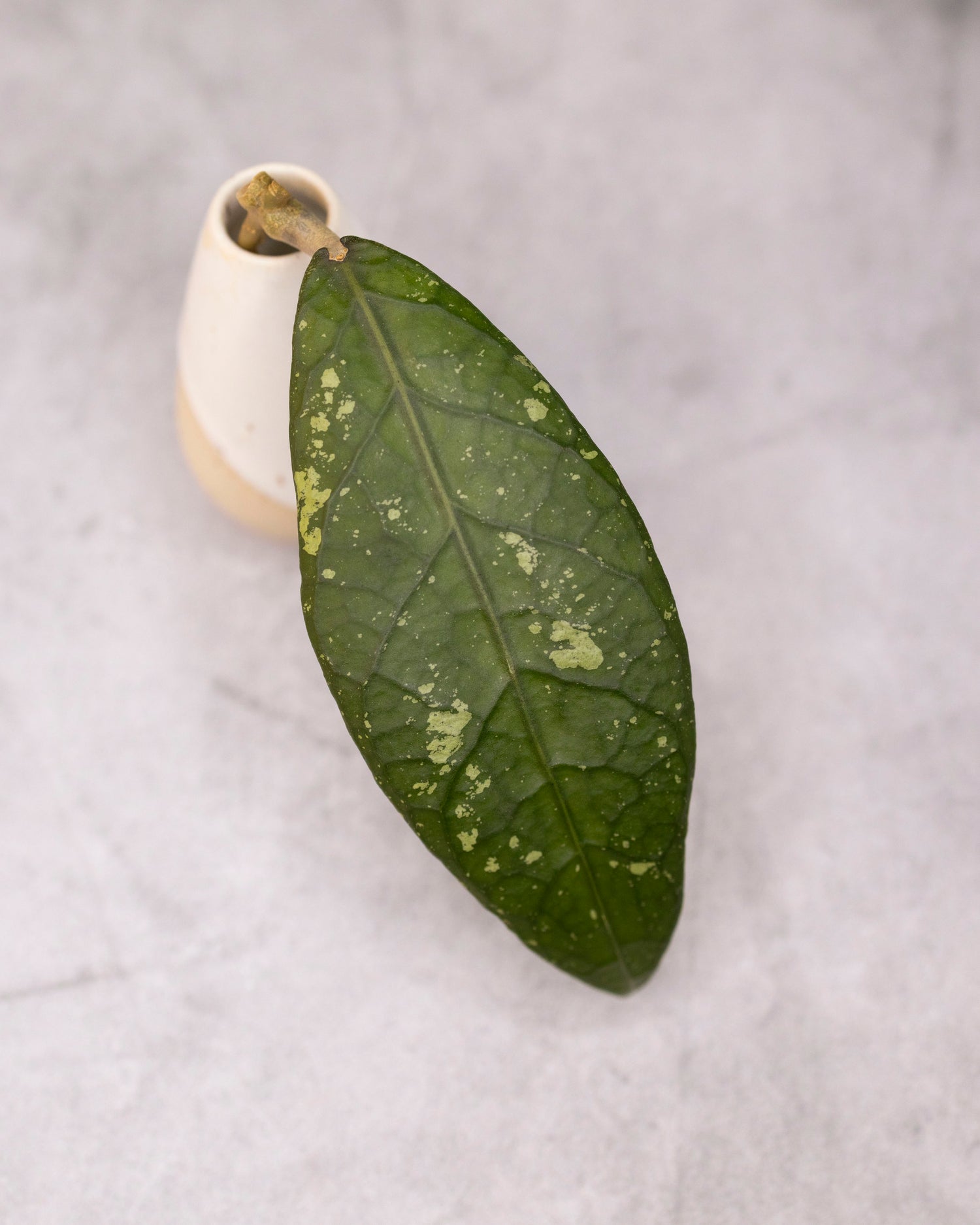 Hoya sp. Aceh &