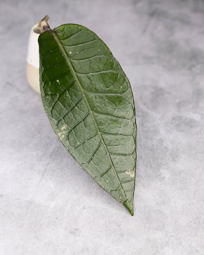 Hoya sp. Aceh &
