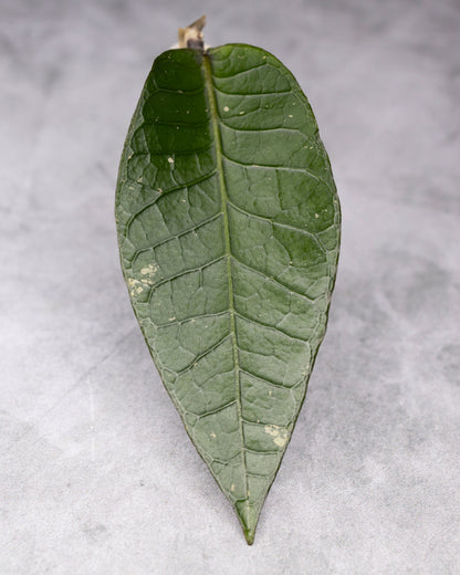 Hoya sp. Aceh &