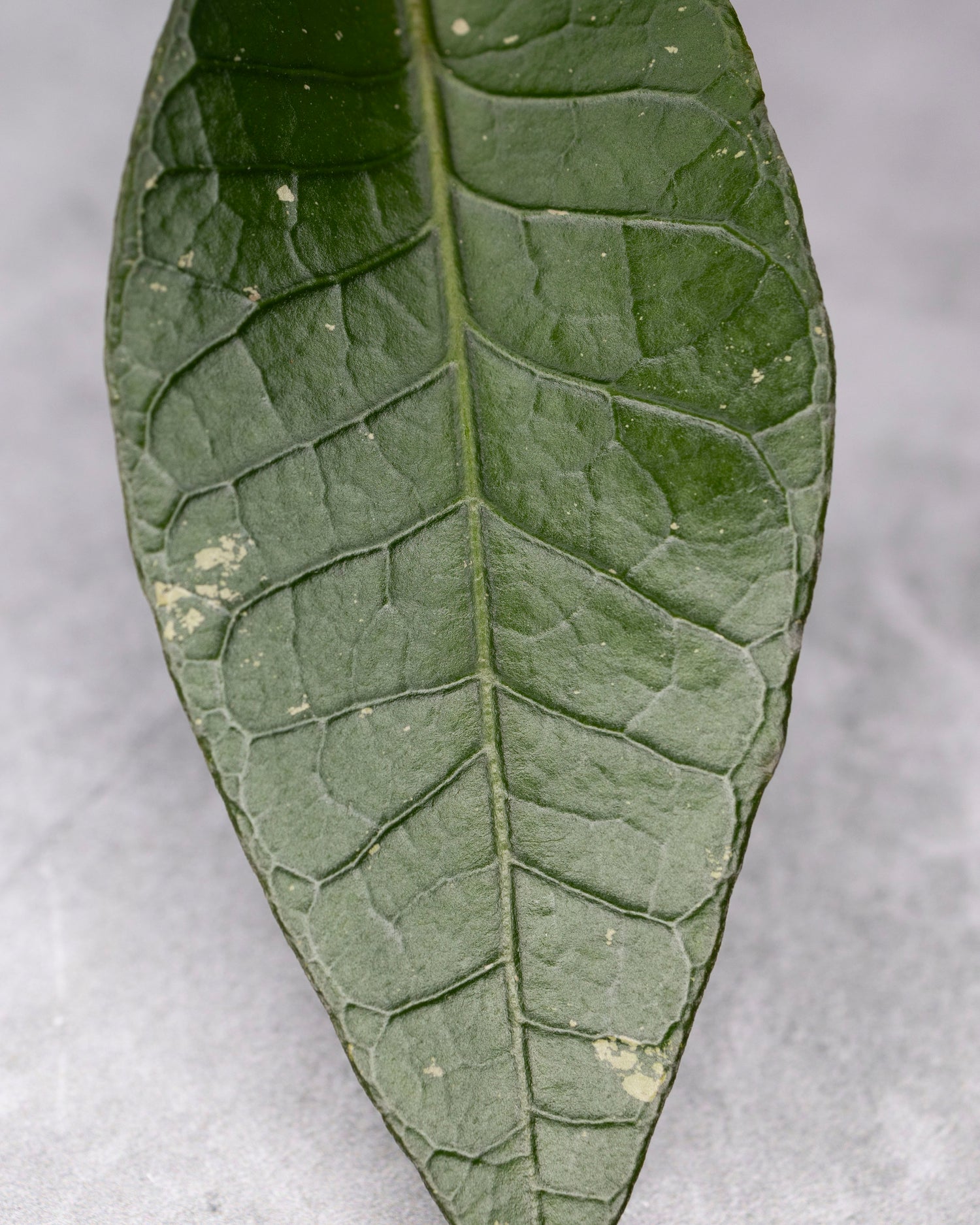 Hoya sp. Aceh &