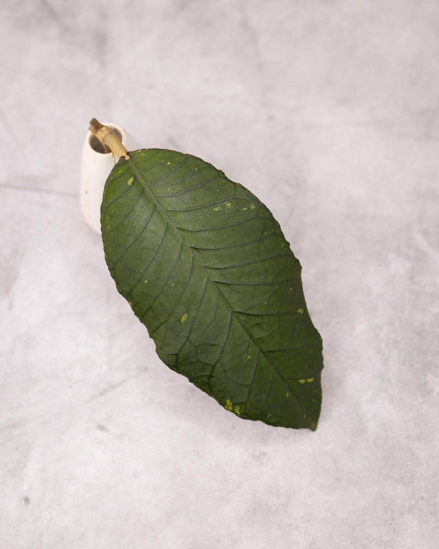 Hoya sp. Aceh &