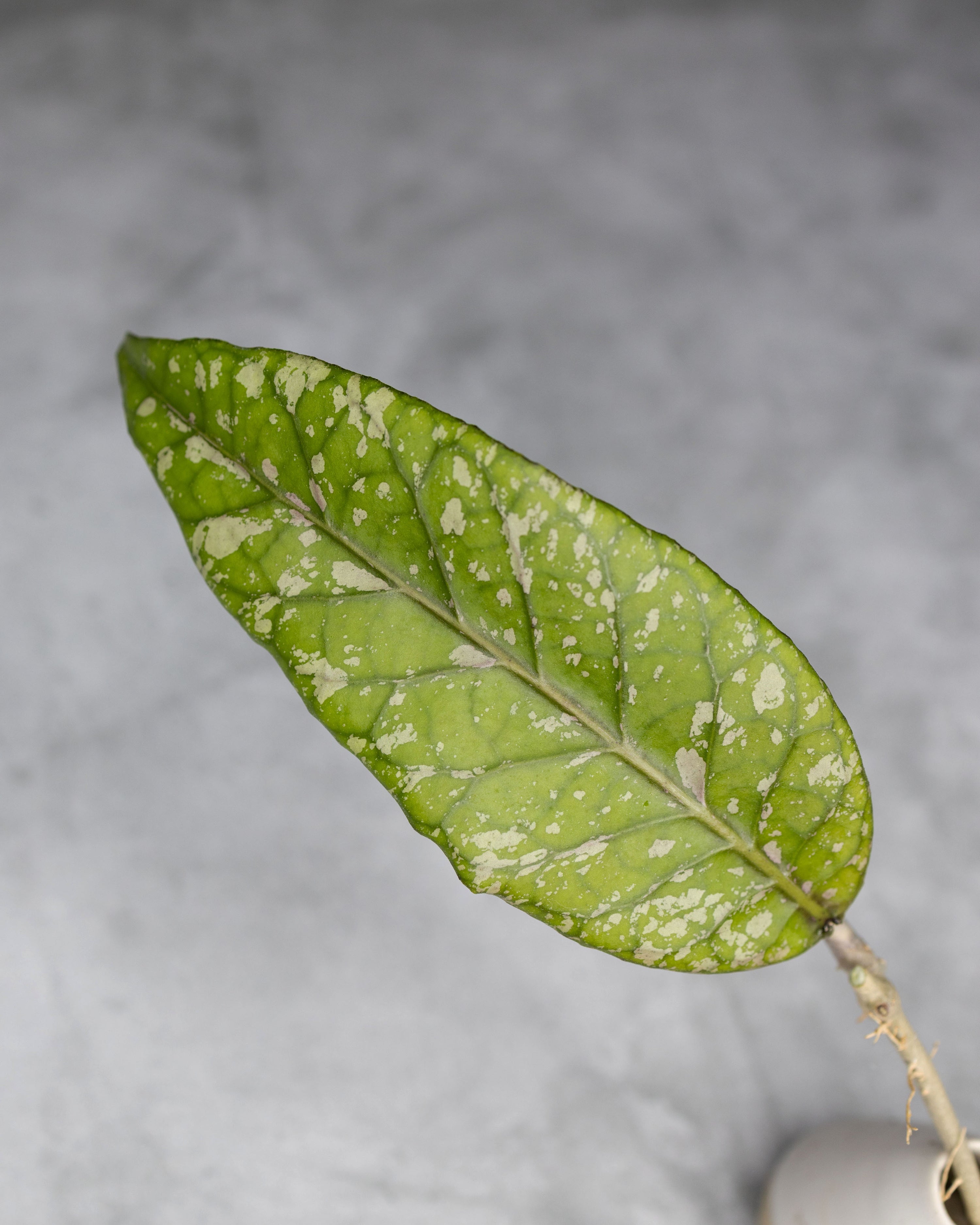 Hoya sp. Bur Perlak &