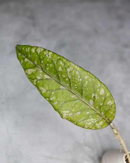 Hoya sp. Bur Perlak &