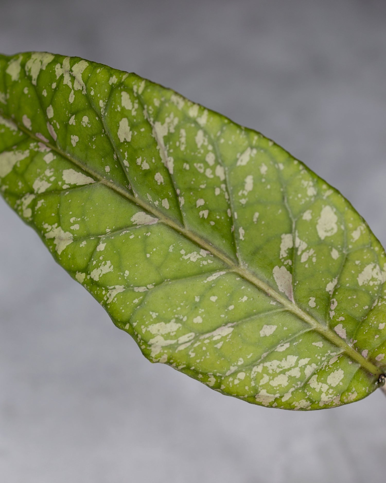 Hoya sp. Bur Perlak &