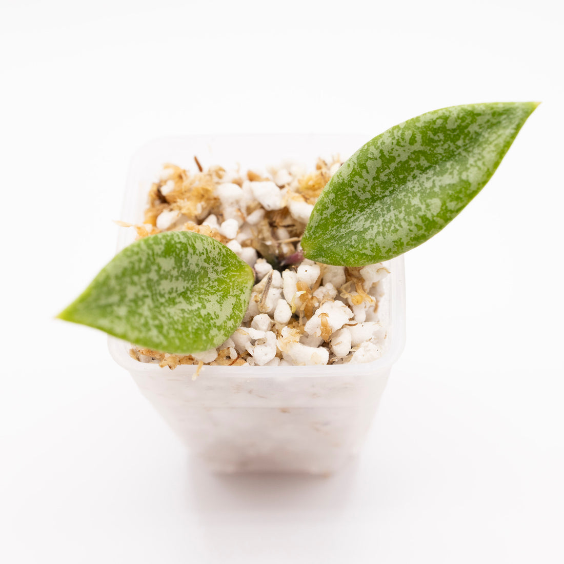 Hoya sp Ciuanjur Silver Splash