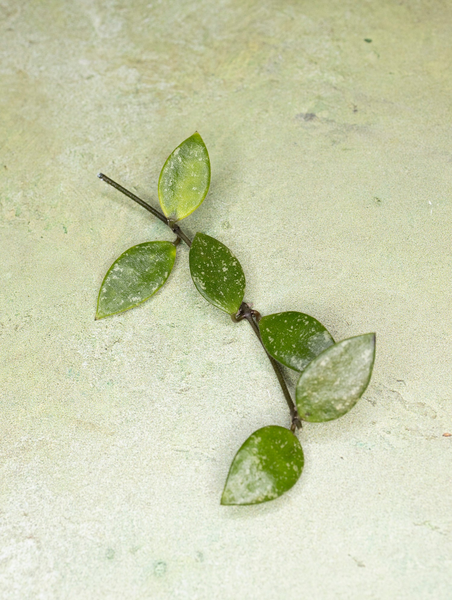 Hoya sp Cianjur