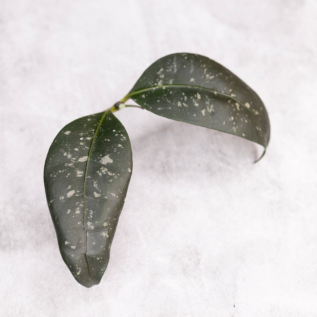 Hoya sp Garut Type I