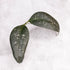 Hoya sp Garut Type I