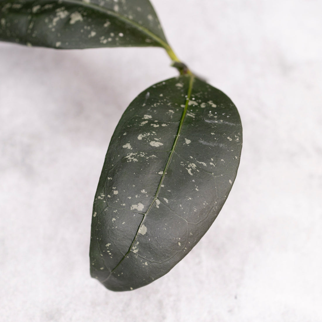 Hoya sp Garut Type I