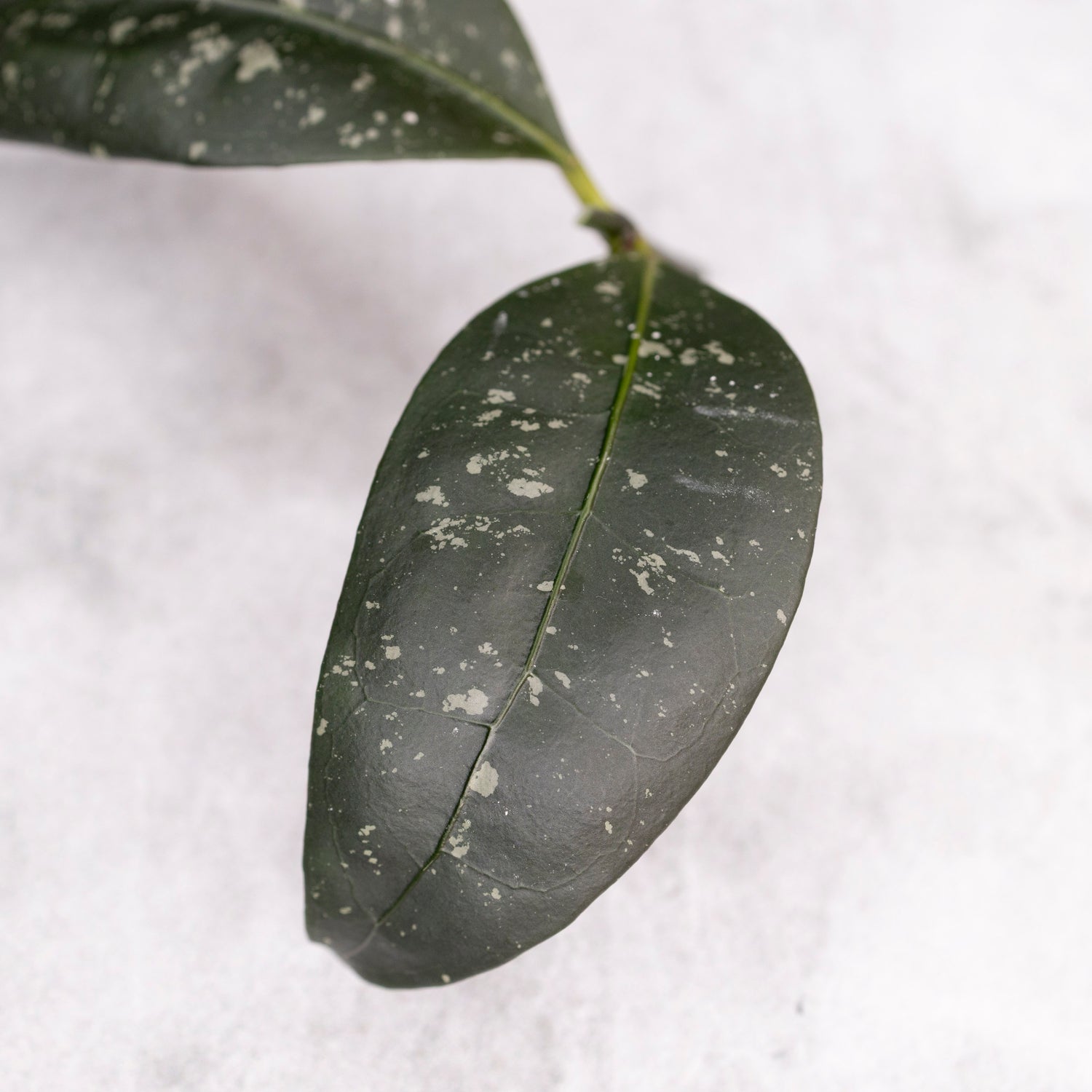Hoya sp Garut Type I