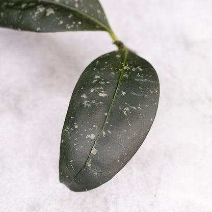 Hoya sp Garut Type I