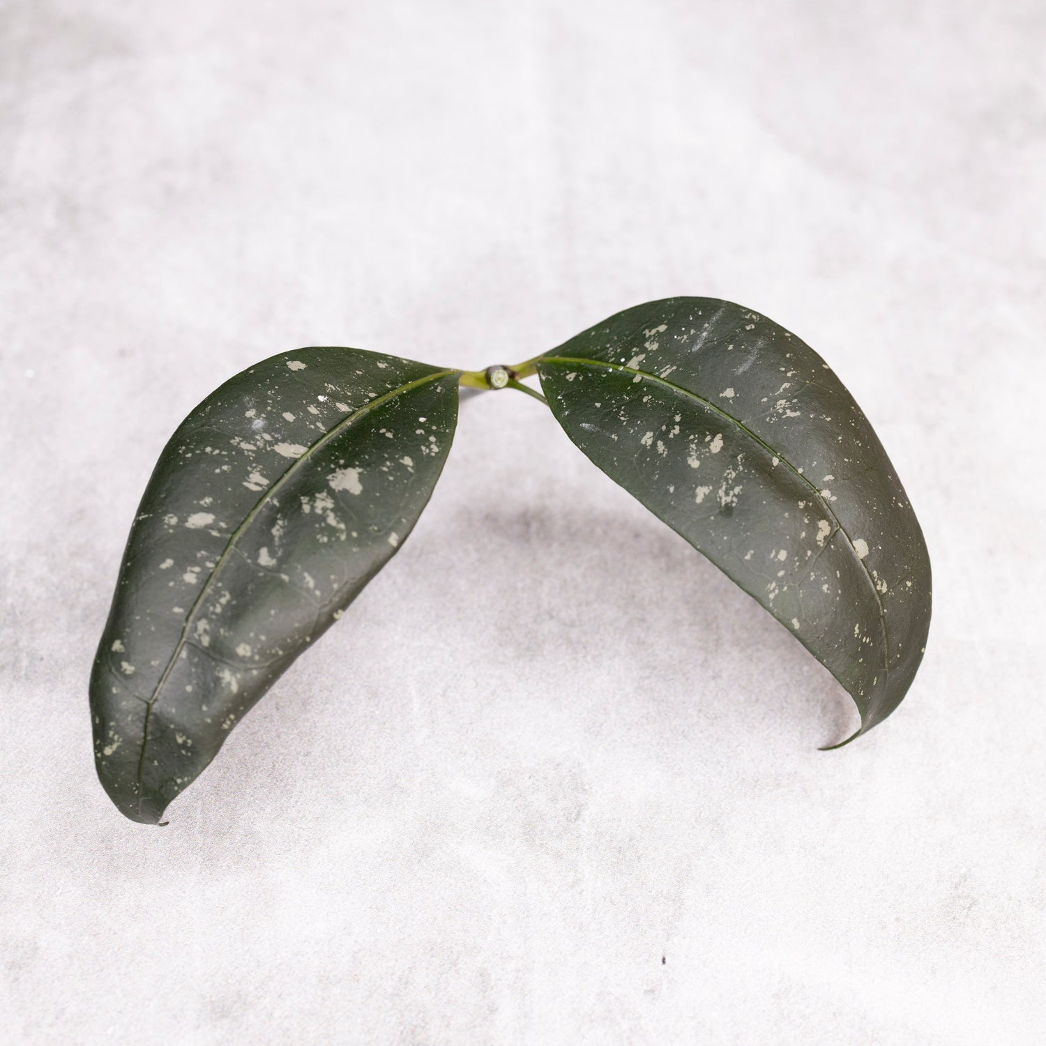 Hoya sp Garut Type I
