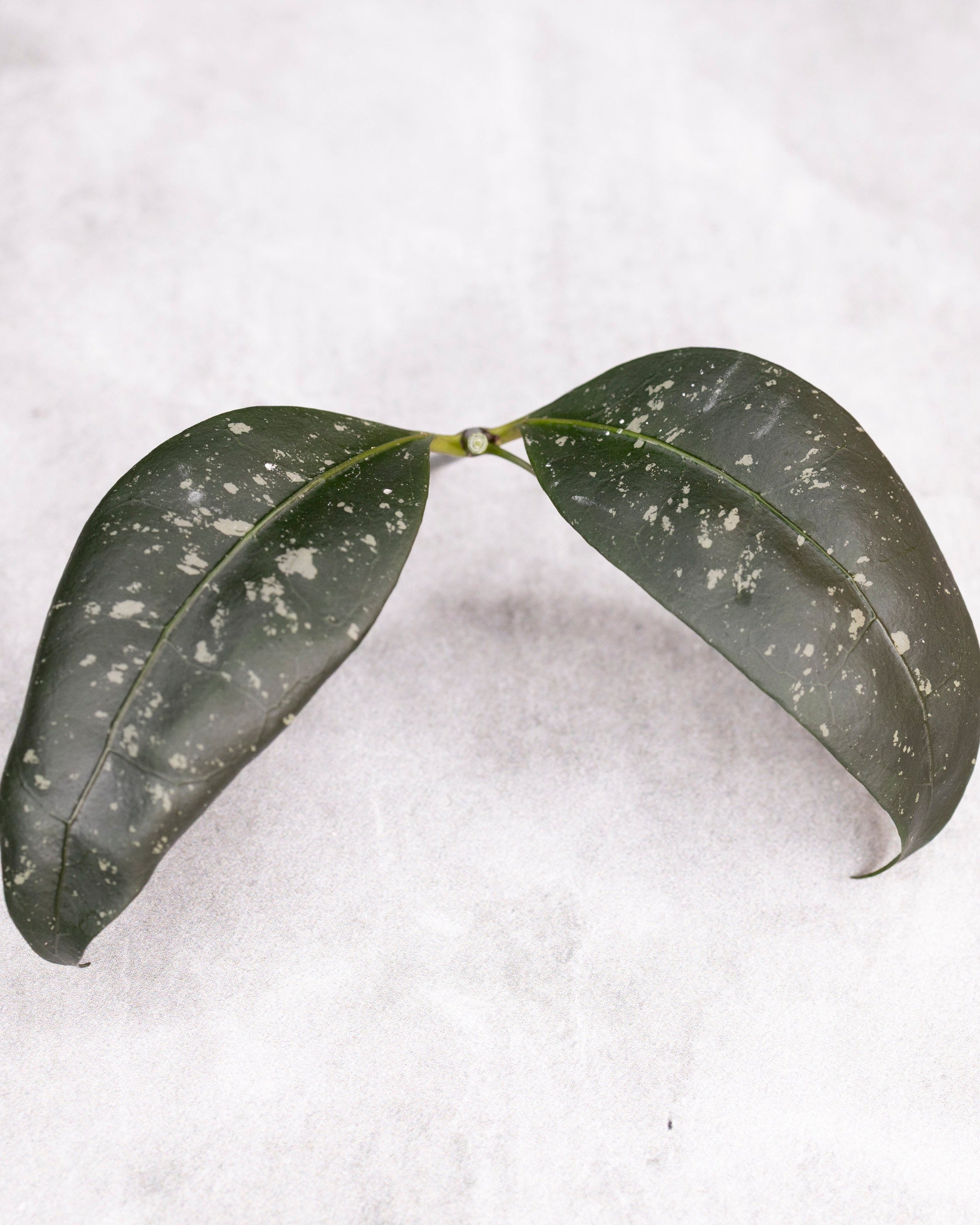 Hoya sp Garut Type I