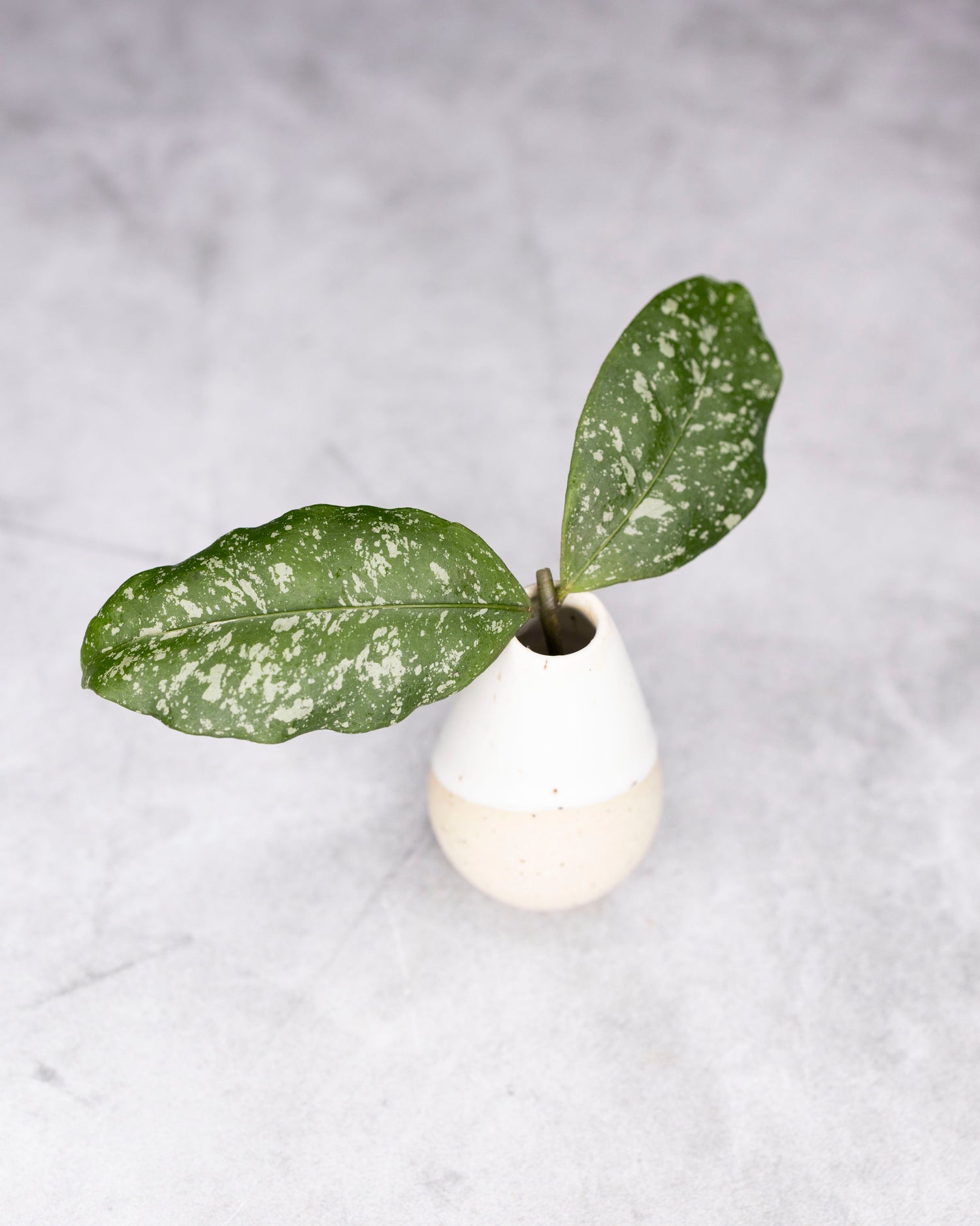 Hoya sp. Garut (Splash)
