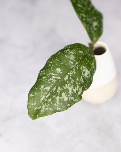 Hoya sp. Garut (Splash)