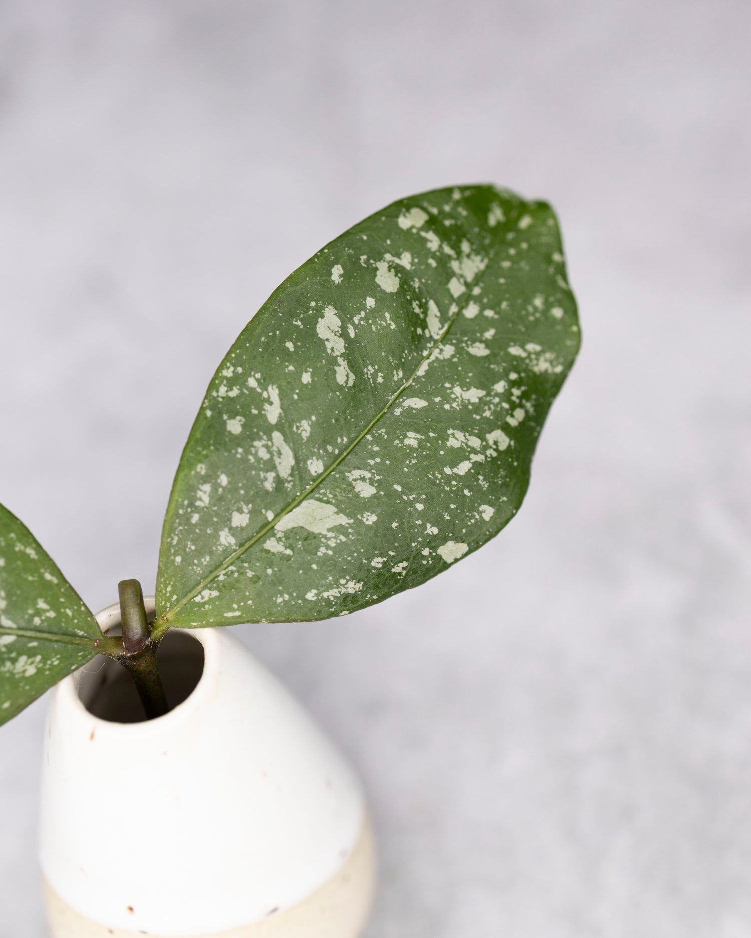 Hoya sp. Garut (Splash)
